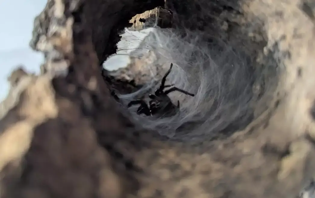 The one which arrived in the UK has found a new home, but what if there's more than one? (Pen News)