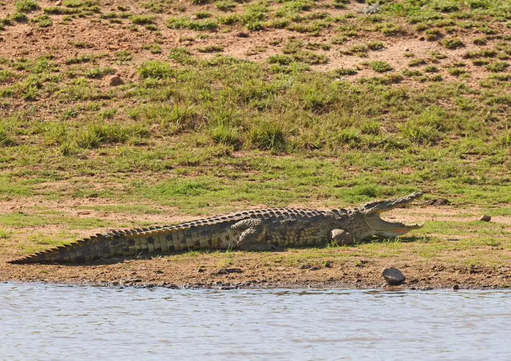 Their bodies were found in a crocodile infested river (Delwasse JP/Alpaca/Andia/Universal Images Group via Getty Images)