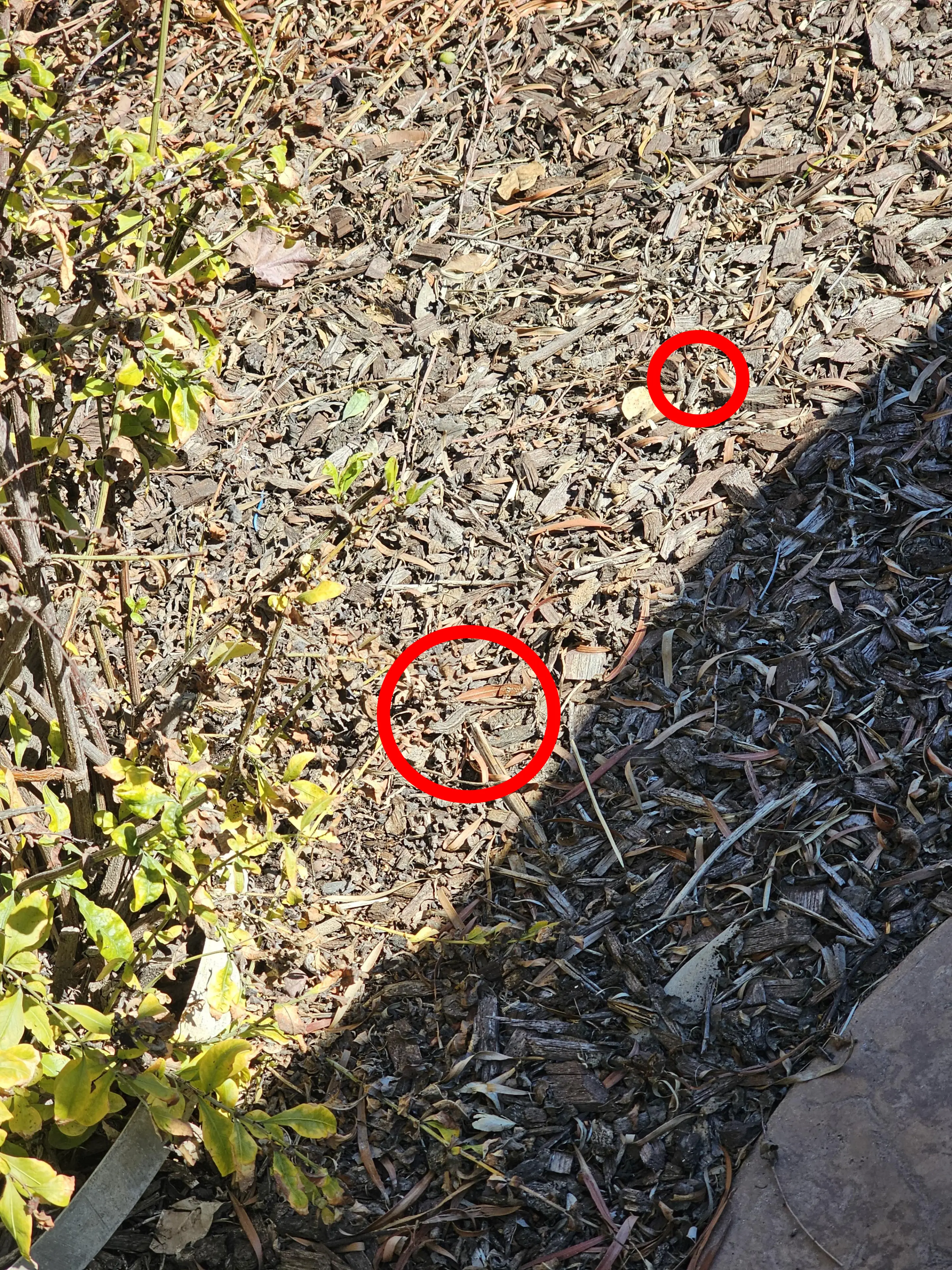 Do you see them now? (Reddit/u/jumpthewallstreet)