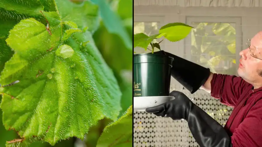 Minute by minute of what happens when you touch 'world's most dangerous plant'