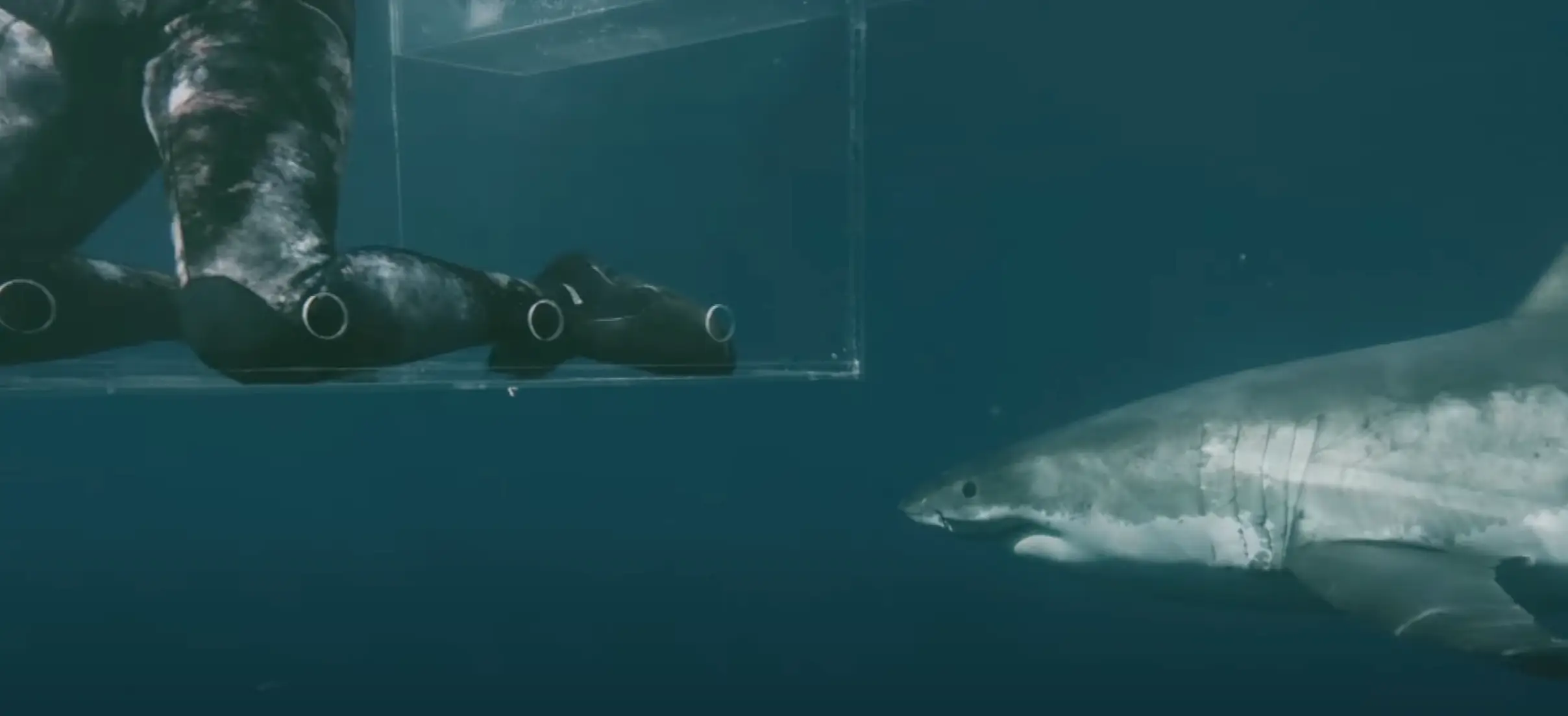 The shark circled the cage before attacking (Discovery Plus)