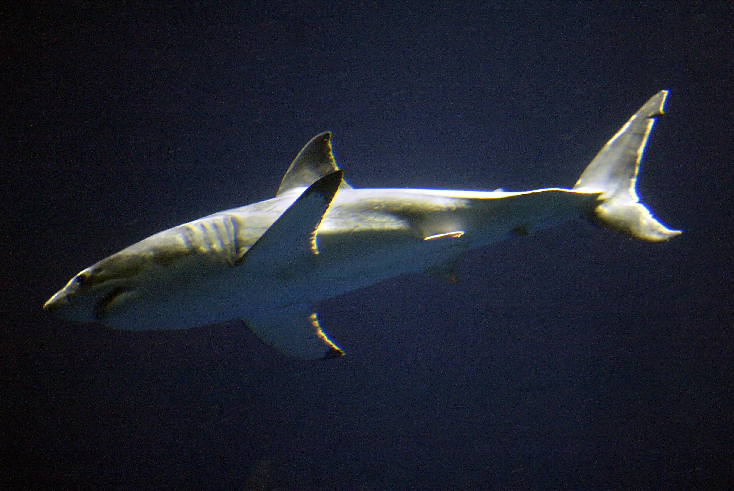 A one-year-old great white in Monterey Bay Aquarium in 2004 (LIZ HAFALIA/The San Francisco Chronicle via Getty Images)