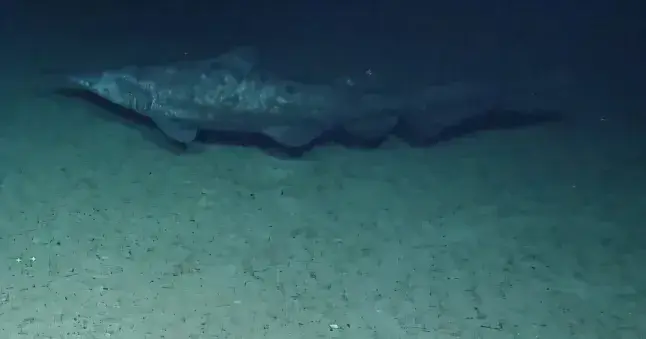 The creatures are rarely seen and hang around in the depths of the ocean (Mindaroo-UWA Deep-Sea Research Centre)