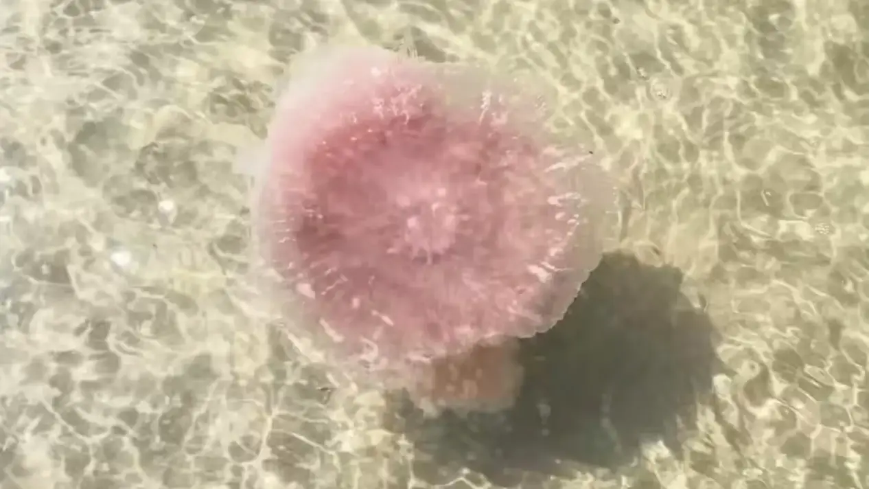 Harte Research Institute