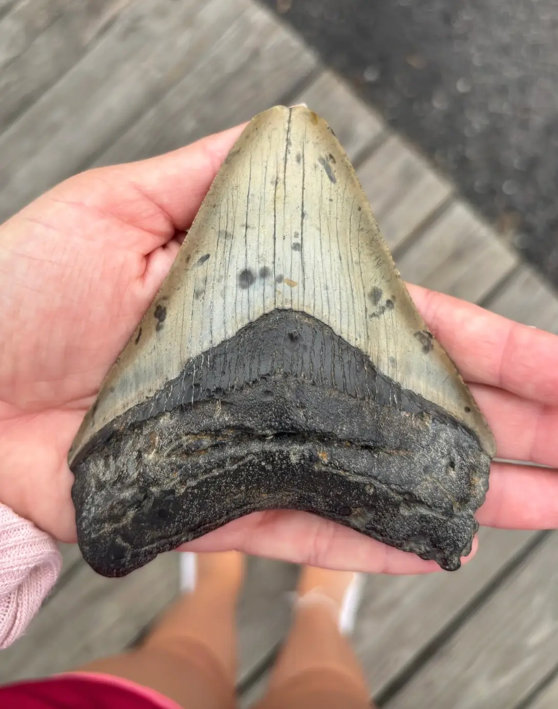 Now that's a whopper. (Cape May Whale Watch and Research Center/Facebook)