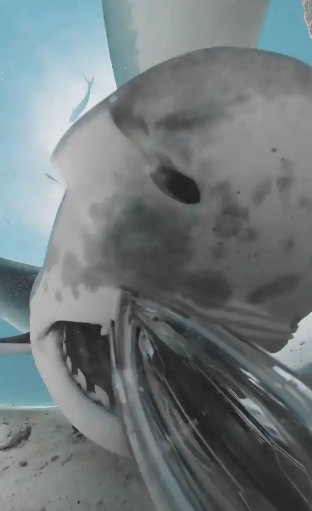 The shark spat the camera back out shortly after gobbling it up (Instagram/@zimydakid)