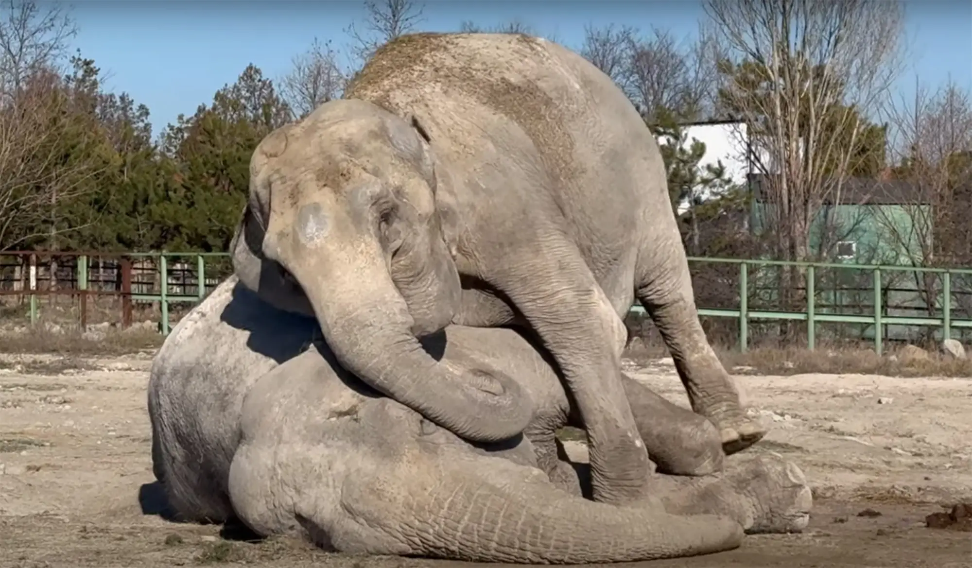 Magda started hugging Jenny's body after she wouldn't wake up (East2West)