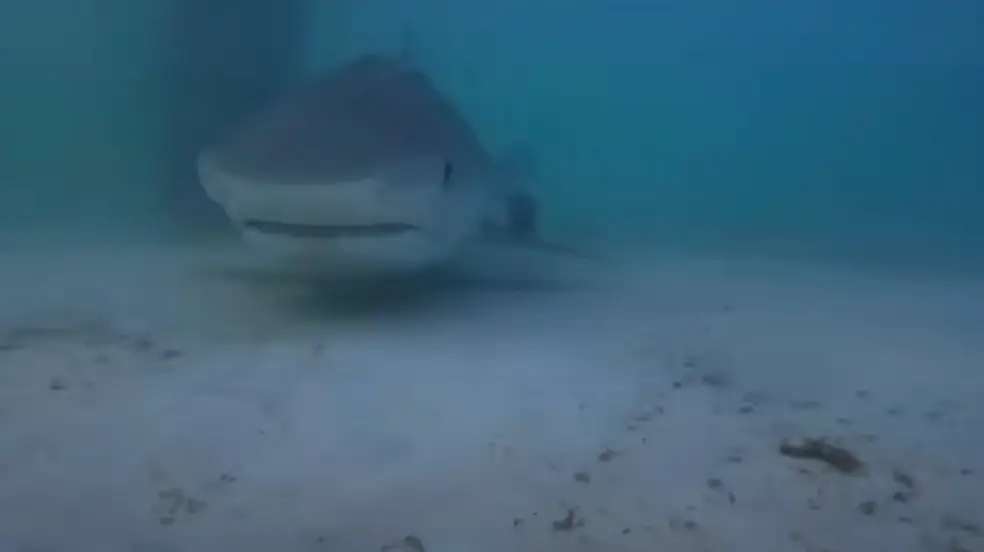 The angler showed us just what's going on under the pier, beware of the sharks. (YouTube/AnglerUp with Brant)