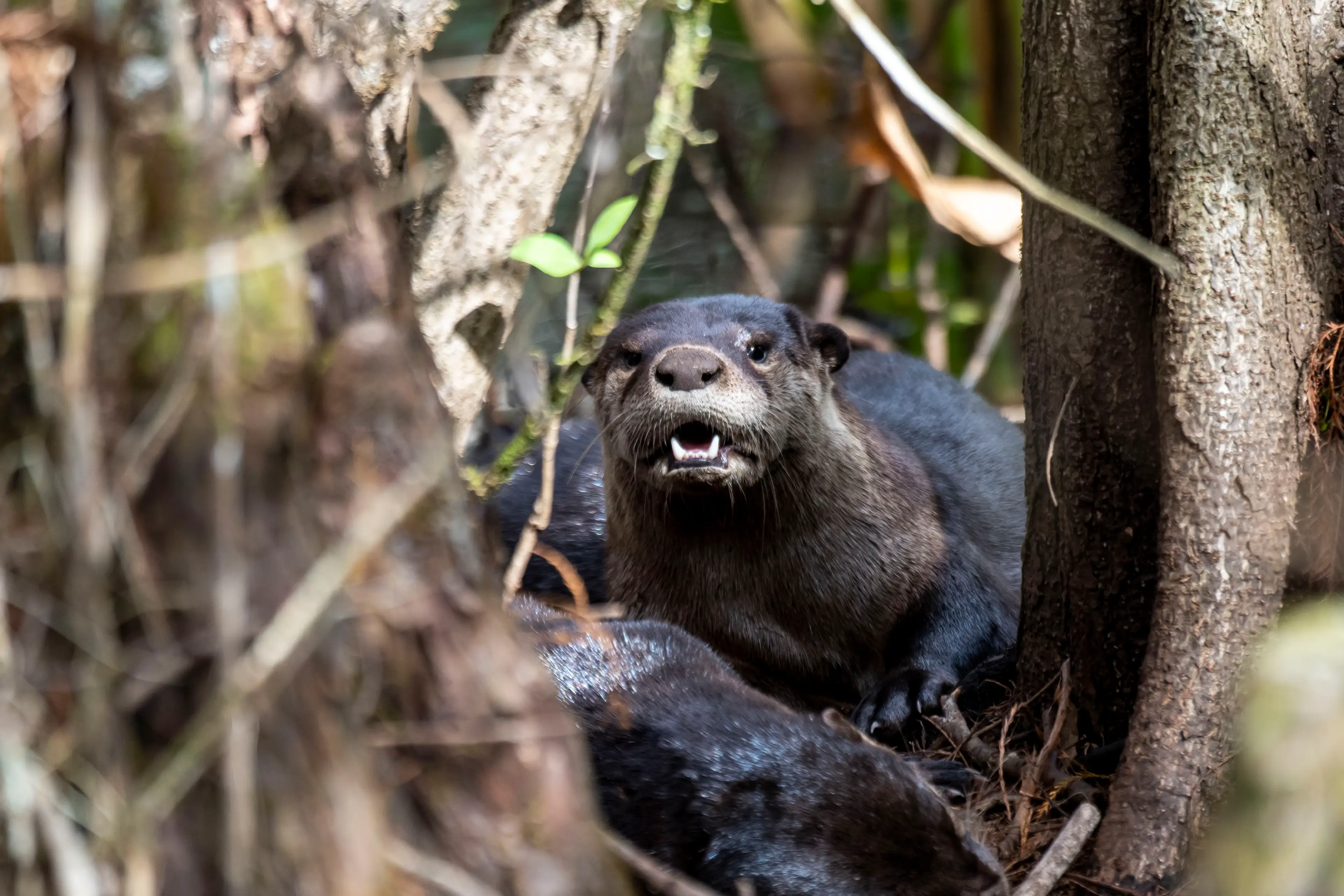 The otter launched an 'relentless' attack on the swimmer (Michael Siluk/UCG/Universal Images Group via Getty Images)