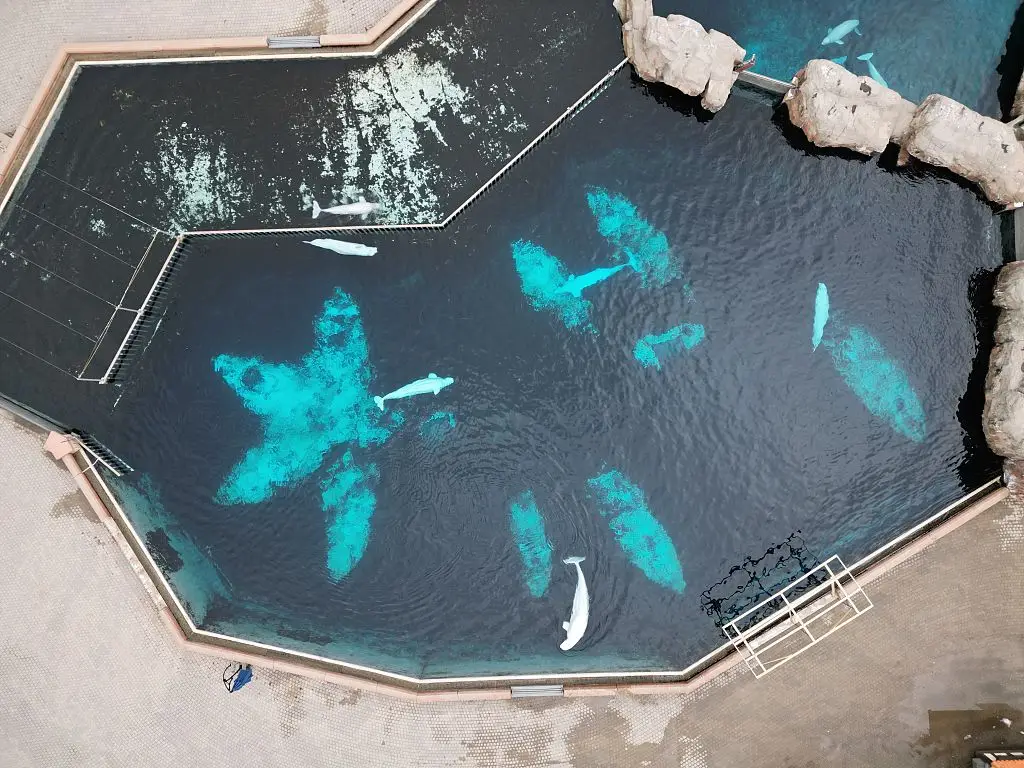 The belugas are being taken to other parks (Daphné LEMELIN / AFP via Getty Images)