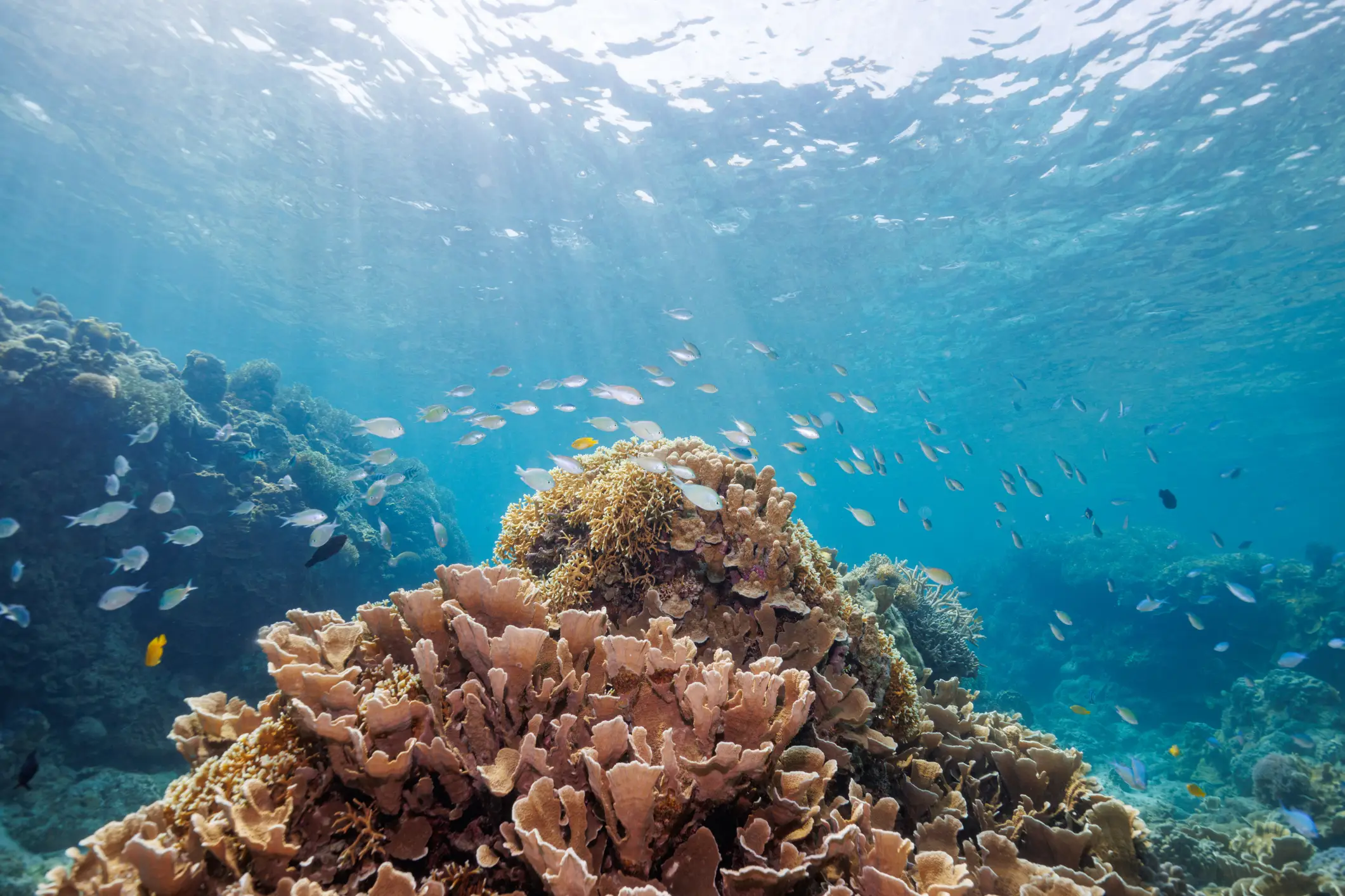 This could be the end of coral reefs as we know them (Getty)