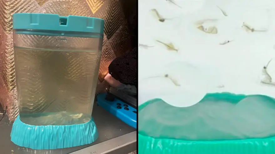 Twitter/brokennoseclub/SeaMonkeys