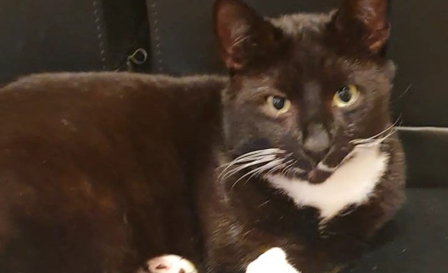 Chase was found dead on 25 February.