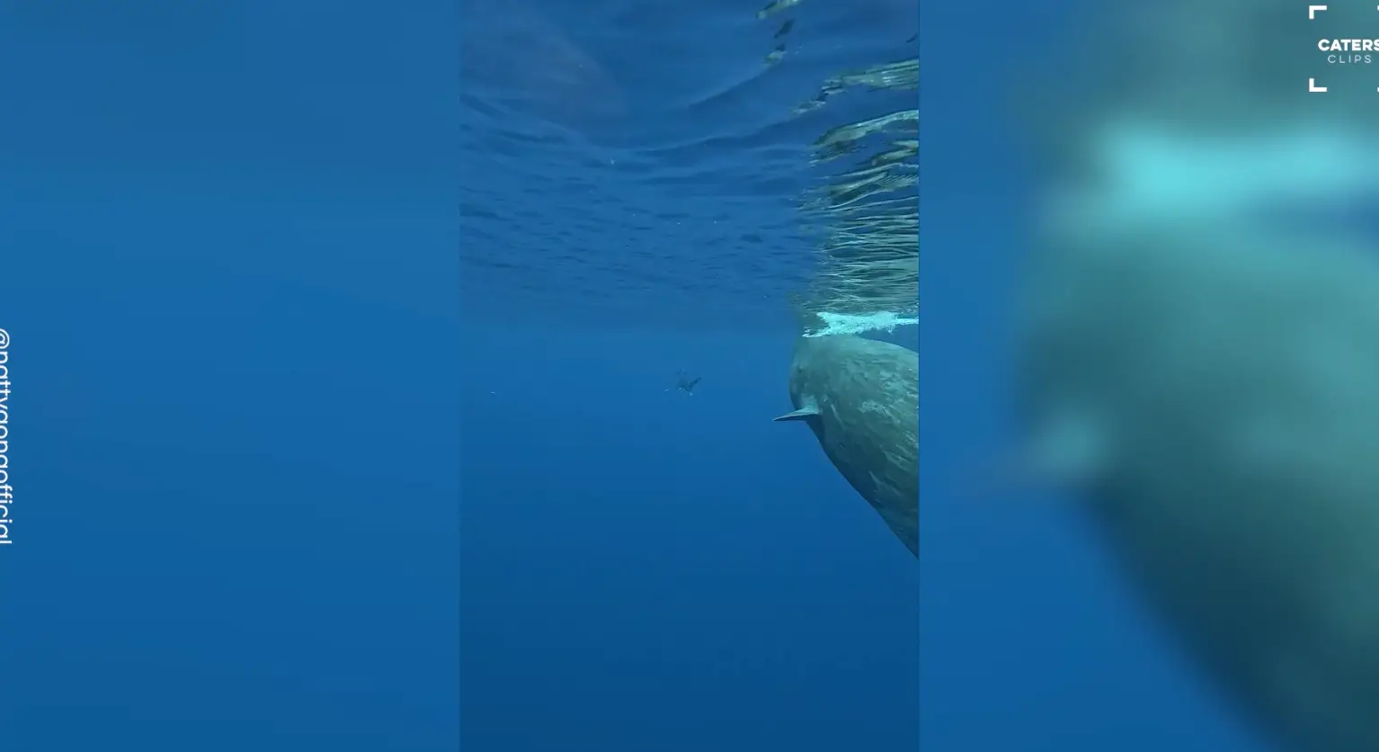 The whales approached the shark and surrounded the diver (Caters)