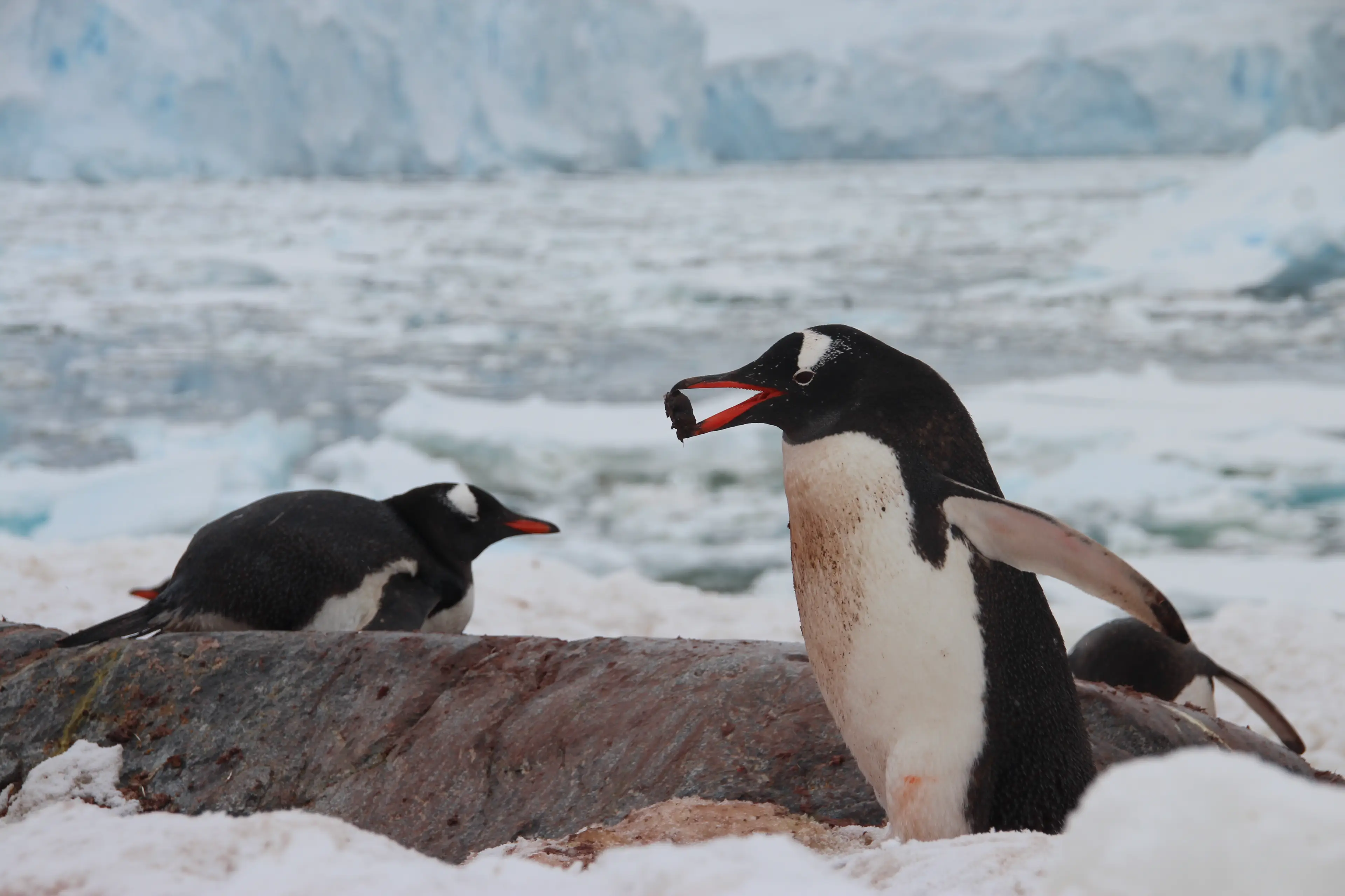 Gentoo penguins give pebbles to their love interests. (Getty Stock Image)