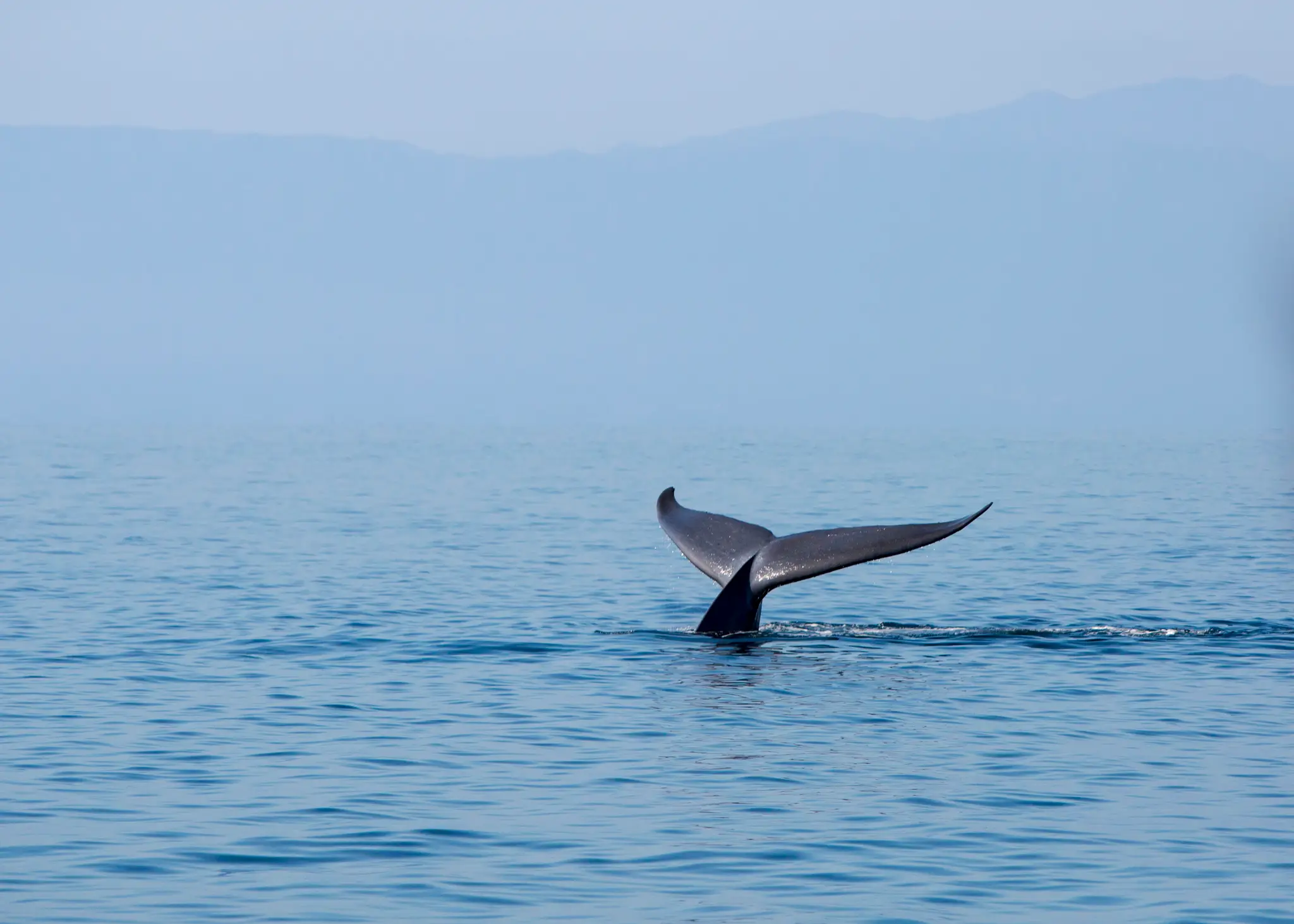 Environmental changes are leading to a dwindling population (Getty Stock Images)