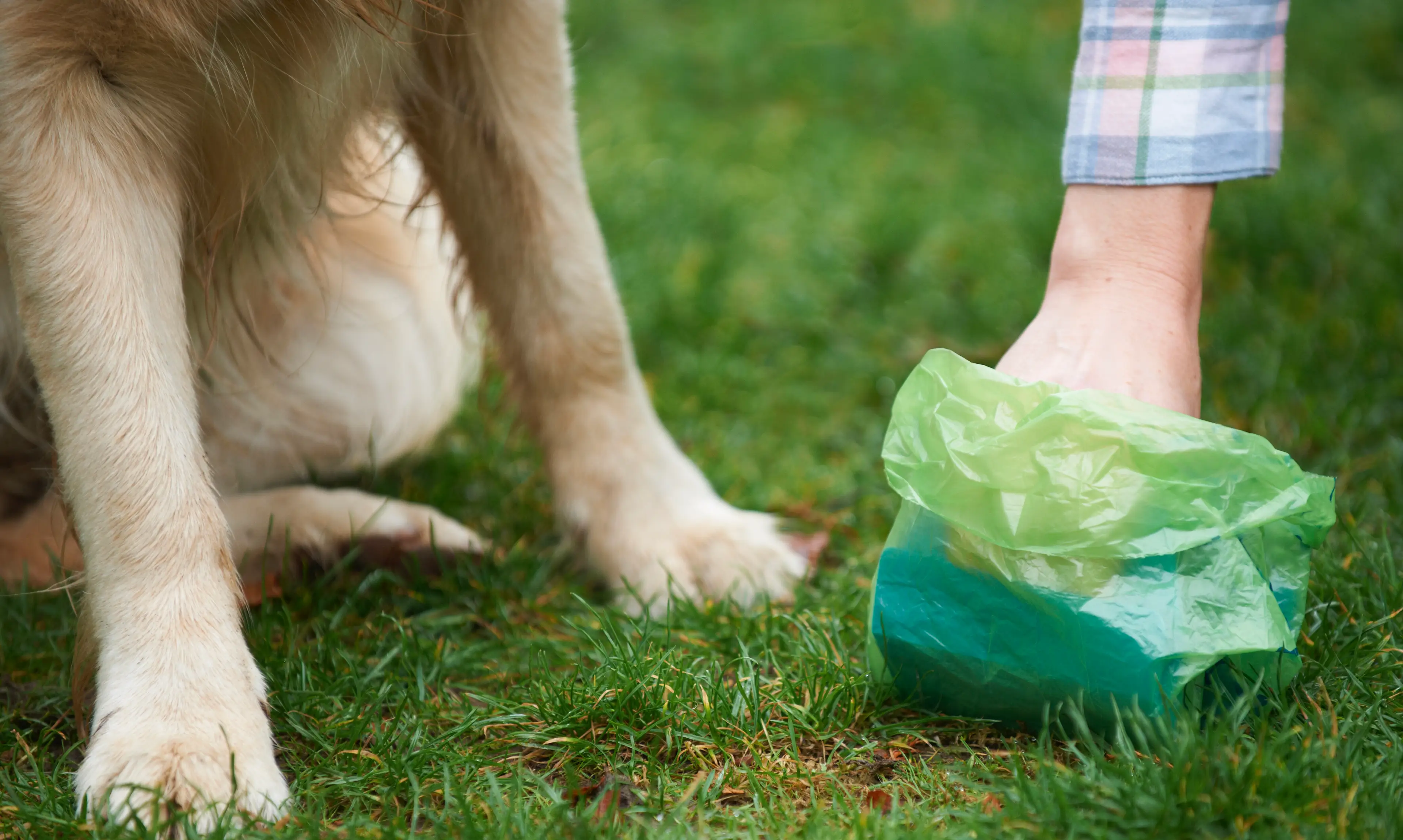The animal expert explained why we no longer see white dog poo regularly anymore (Getty Stock Photo)