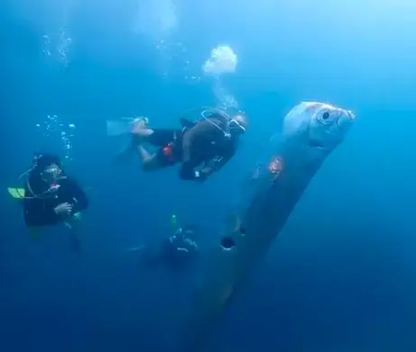 The Oarfish, with the pockmarks in its flank.
