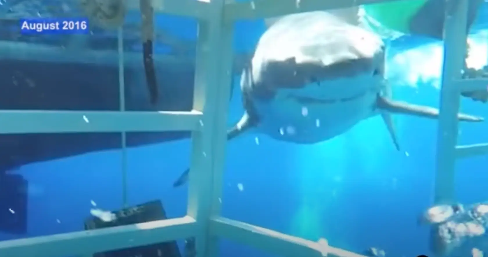 It comes straight at the cage (Craig Capehart via Storyful)