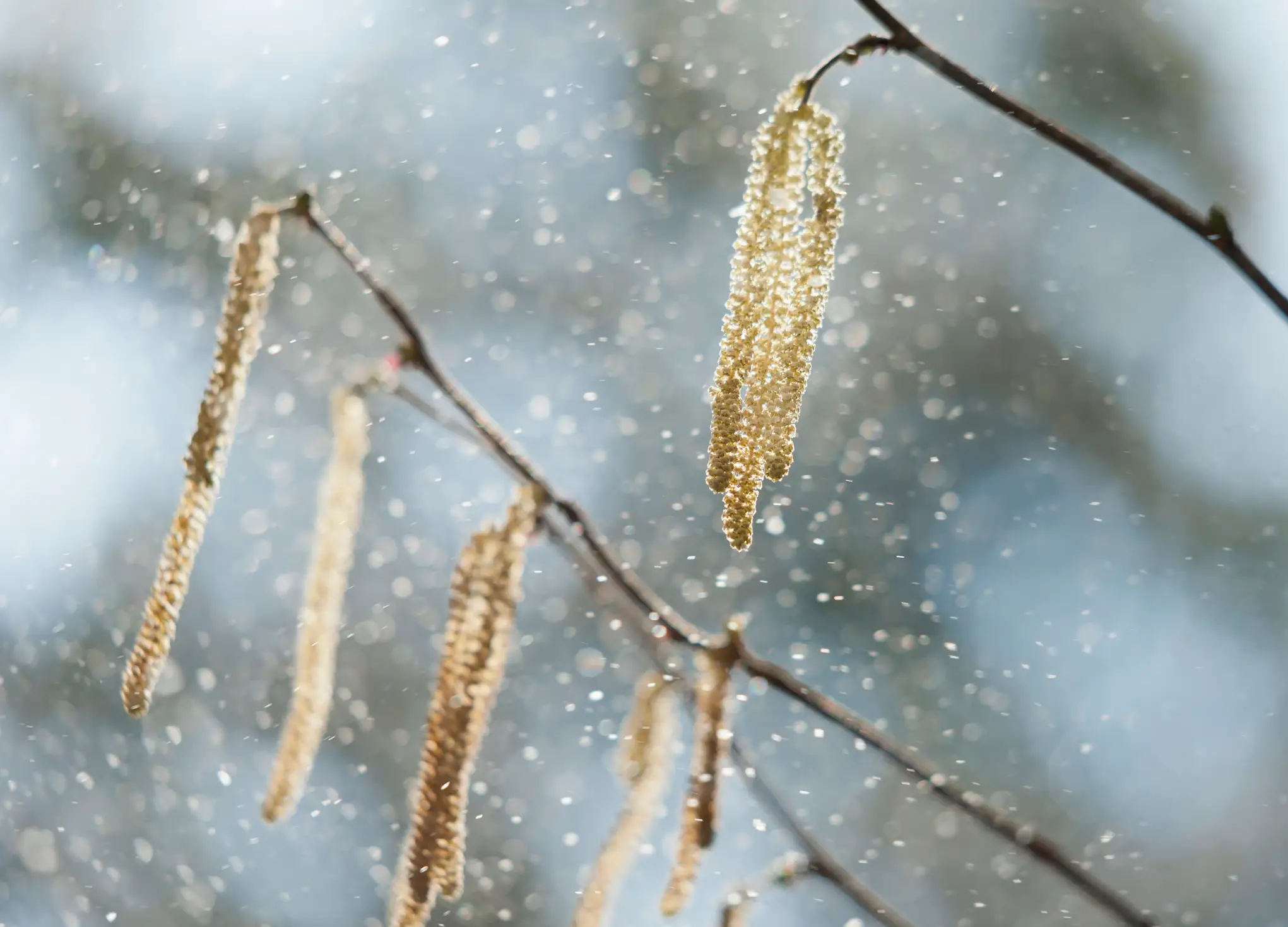 Julia's allergy to lilies was almost fatal (Getty Stock Images)