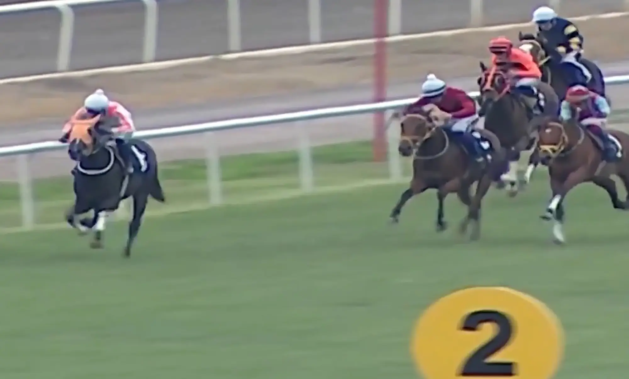 It had won three races before an injury ended its career (Newsflash)