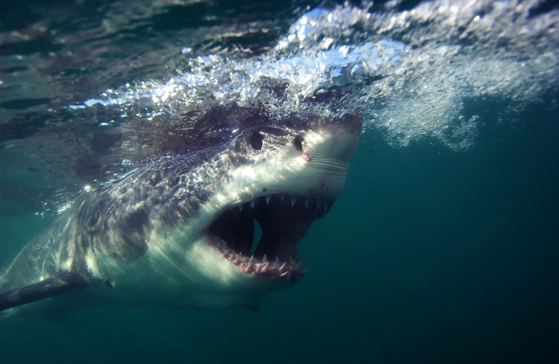 Randy Fry was diving off the coast of California when a shark suddenly appeared out of nowhere.