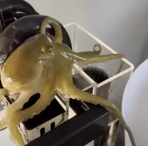 A pet octopus is certainly unusual (ABC News/Clifford family)