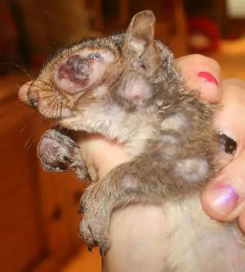 Experts have suggested the disease is being spread through bird feeders (Wild Things Sanctuary)