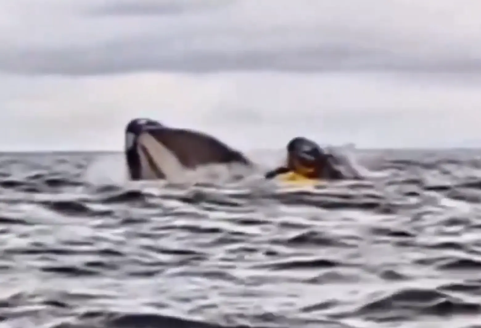 24-year-old Adrian Simancas was swallowed by a whale, but soon spat back out again (Dell Simancas)