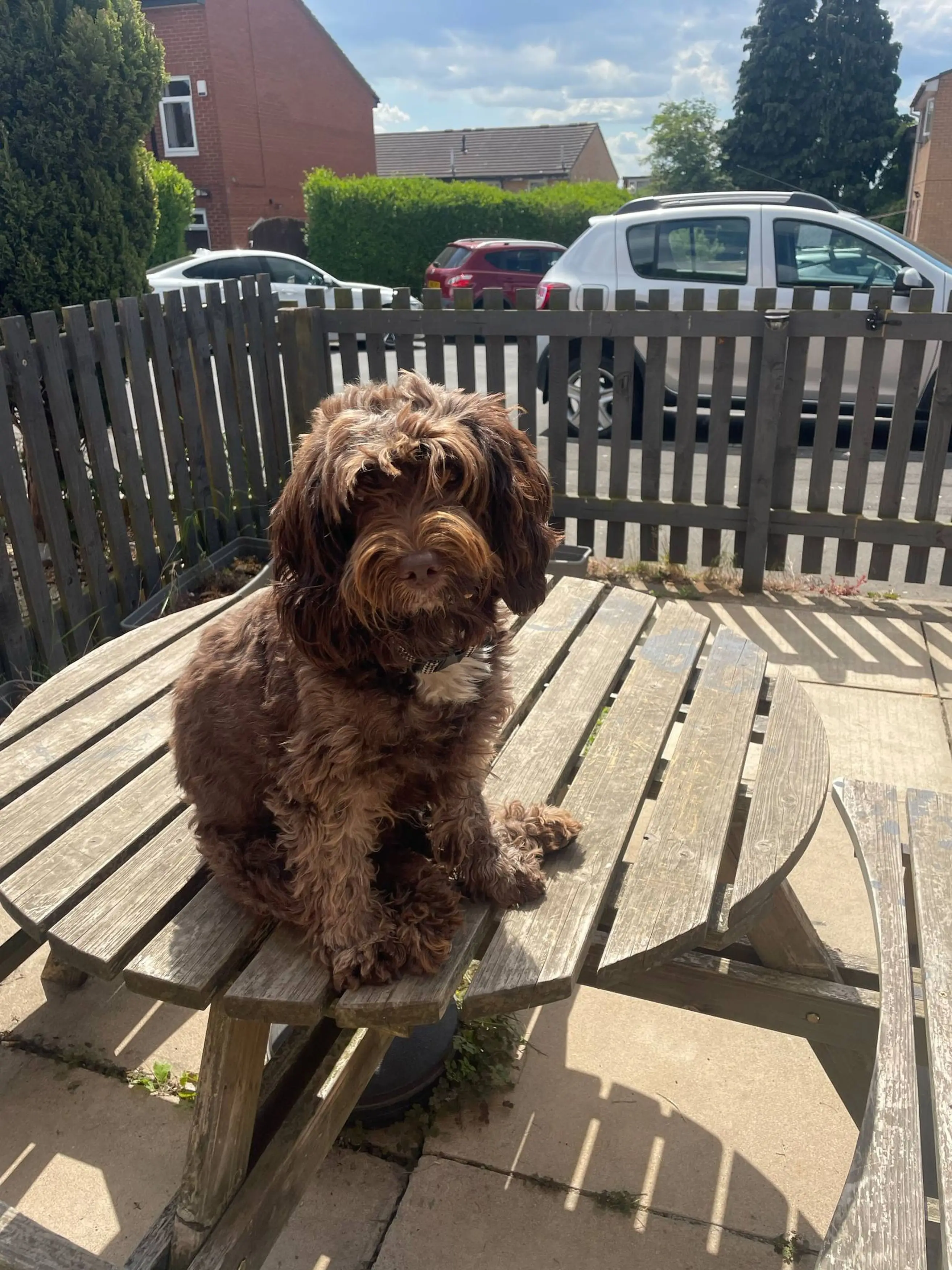 Bella the cockapoo (Kennedy News)