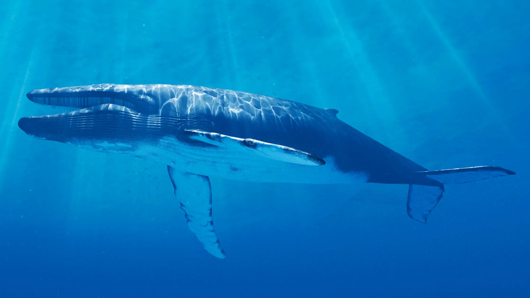 Why blue whales going silent is a terrifying warning for humanity