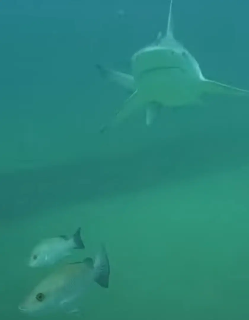 That fish looks appropriately worried about the shark (Youtube/thereel850)