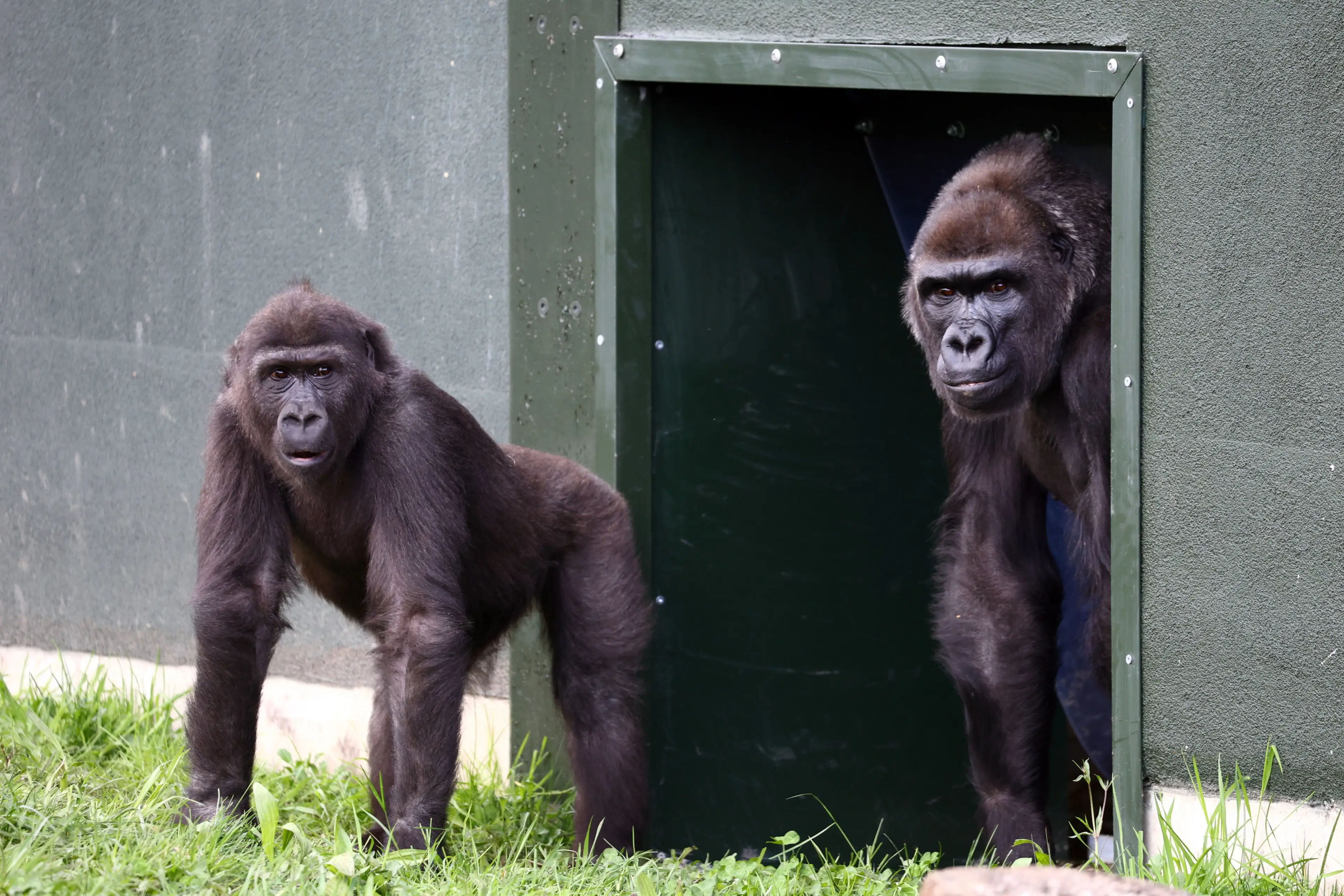 They have now been allowed to explore the outside section of their new home. (SWNS)
