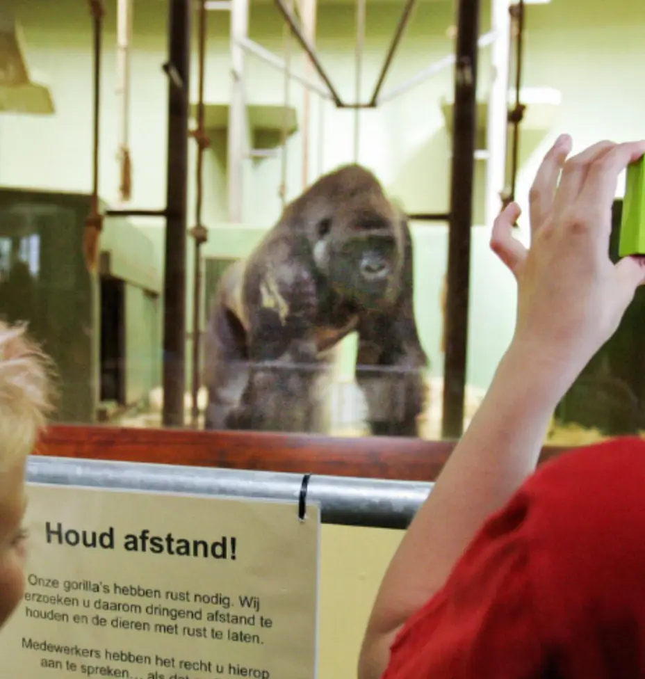 Bokito the gorilla died aged 27 years old. (ED OUDENAARDEN/AFP via Getty Images)