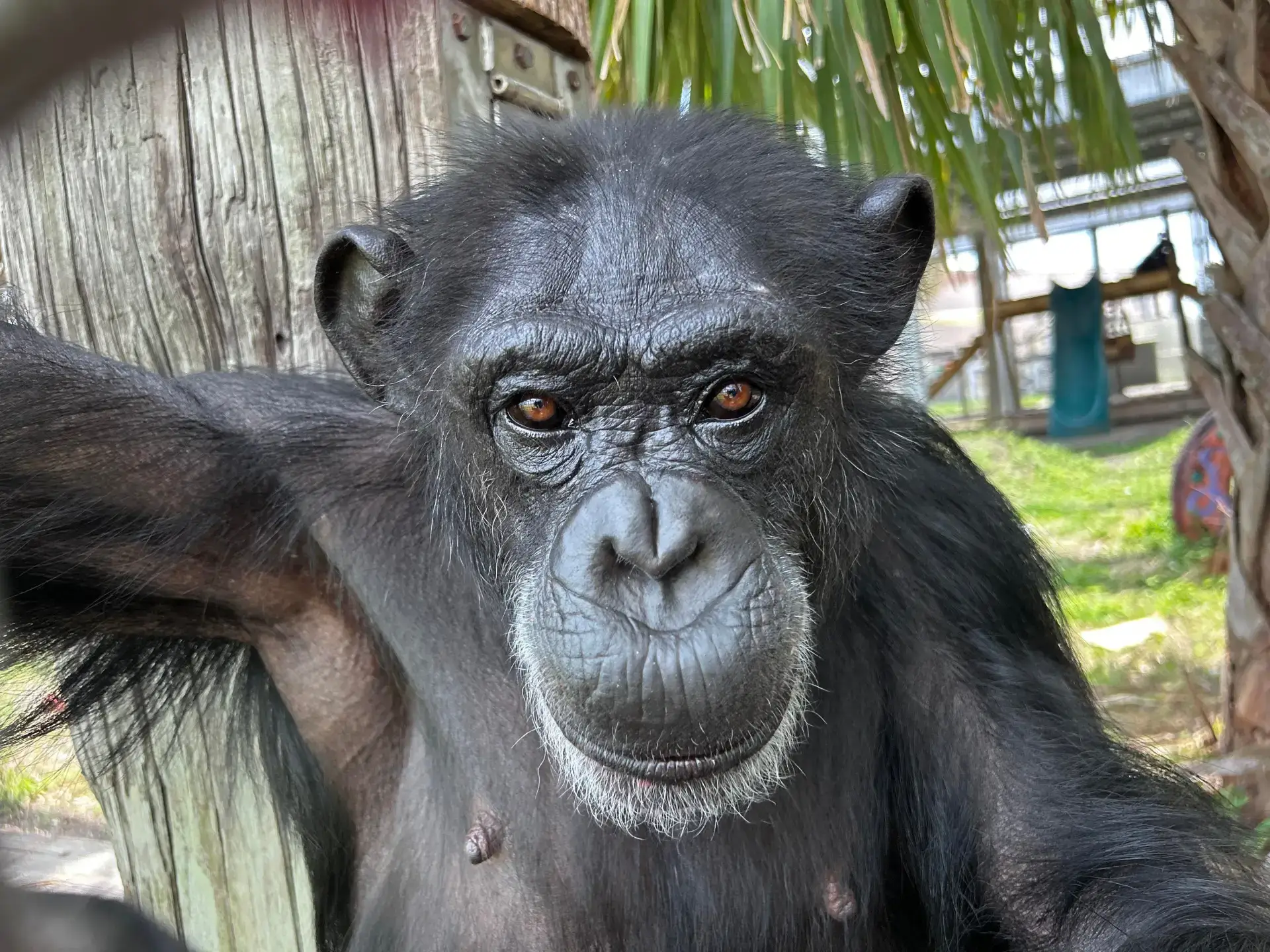 Vanilla went viral thanks to the video last year. (Save the Chimps)