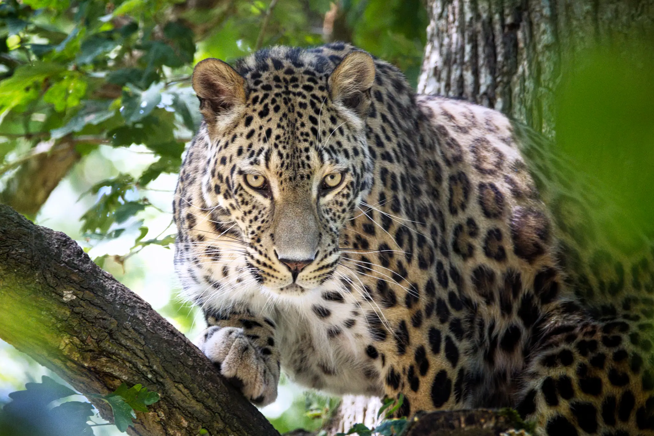 The park has two Persian Leopards. (Getty Stock)