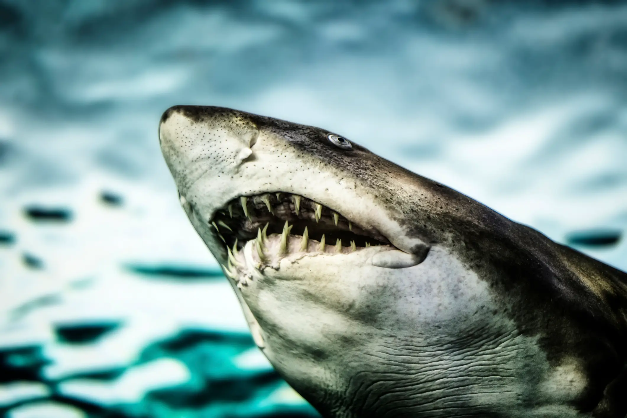 The five-metre shark was originally caught in 1997 (Getty Stock Image)