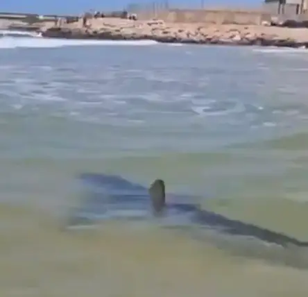 Footage revealed the shark was swimming close to the shore (X)
