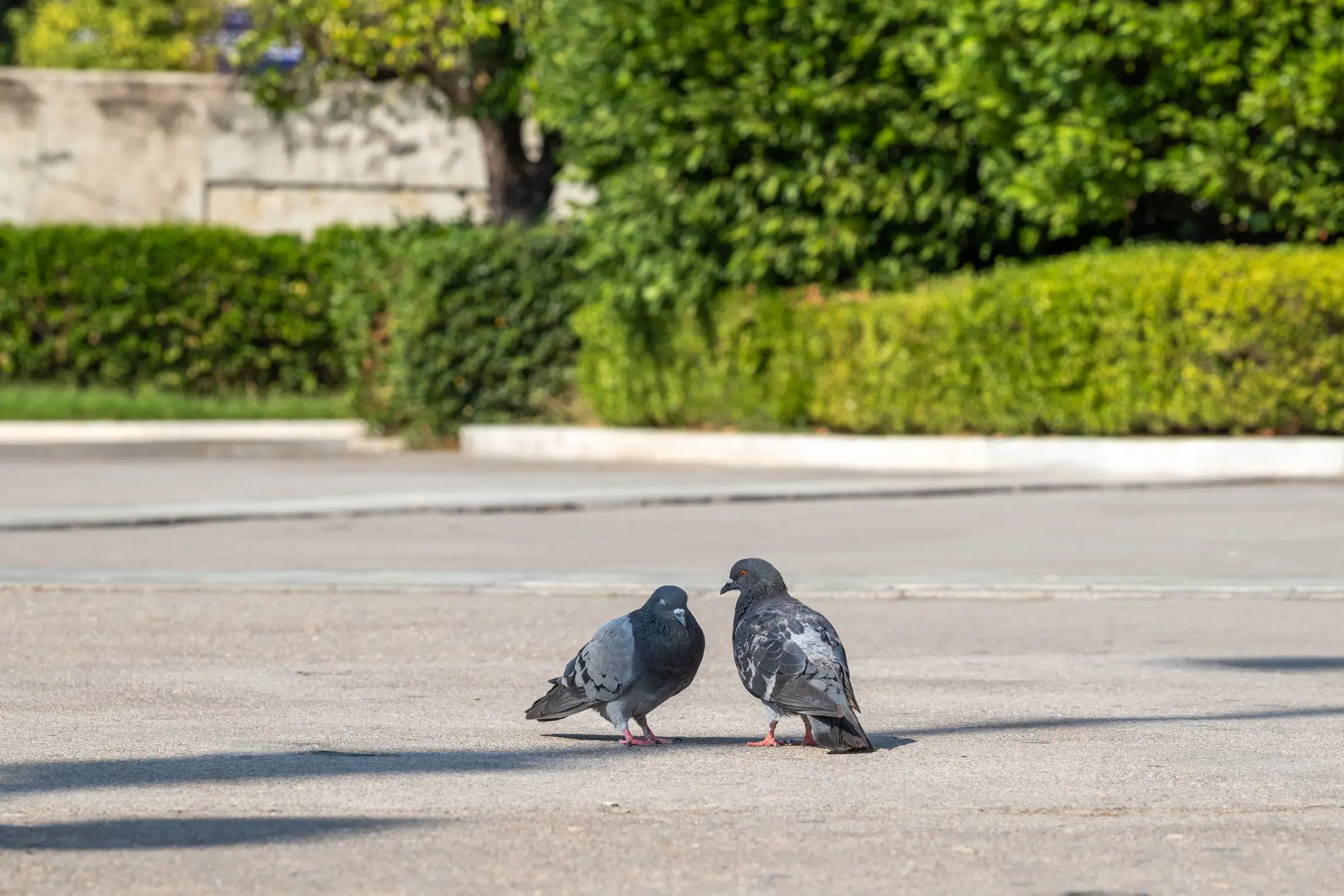 By the time they're grown and ready to leave the nest they look just like their parents, and you don't do much looking into pigeon nests do you? (Getty Stock Photo)