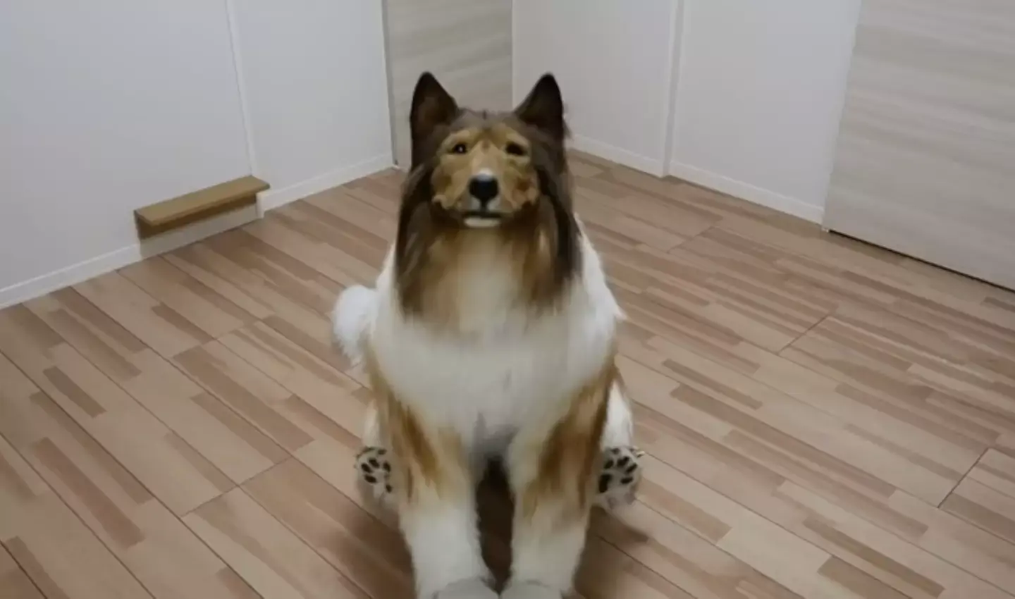 Toco is hoping to transform into another animal. (YouTube/@I_want_to_be_an_animal)