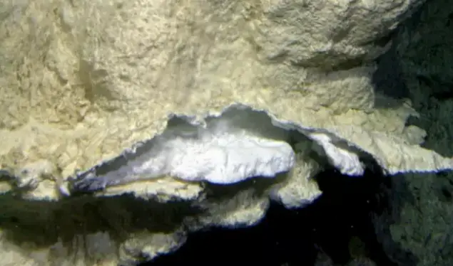 Scientists have called to protect the site from mining damage (University of Washington/Woods Hole Oceanographic Institution)