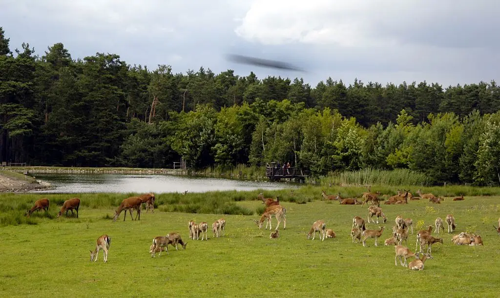 The wildlife park is home to a number of animals, including wolves (Schöning/ullstein bild via Getty Images)