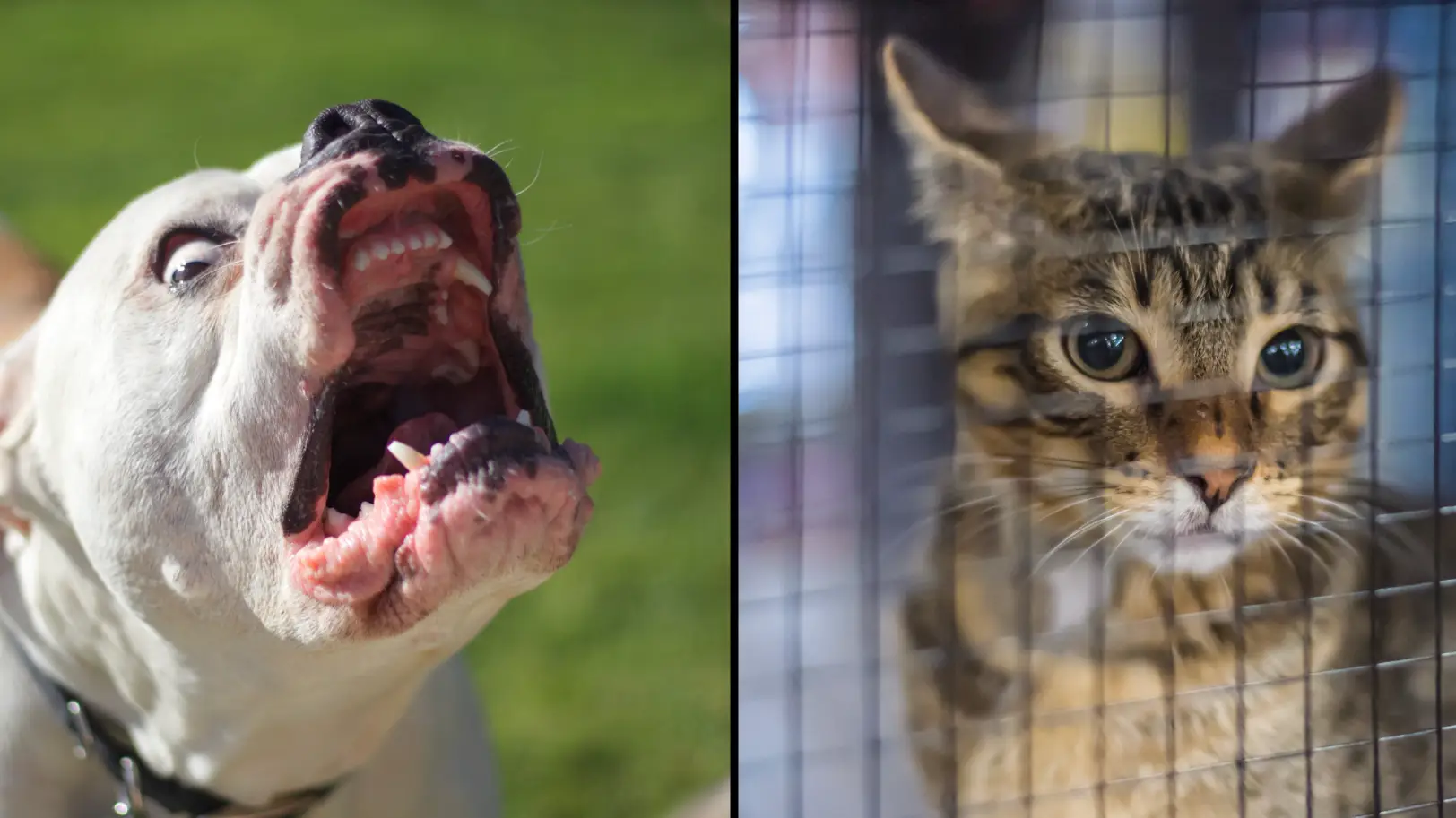 Heather Paul / Steven McCoy via Getty