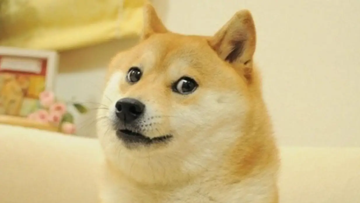 The viral Doge meme.