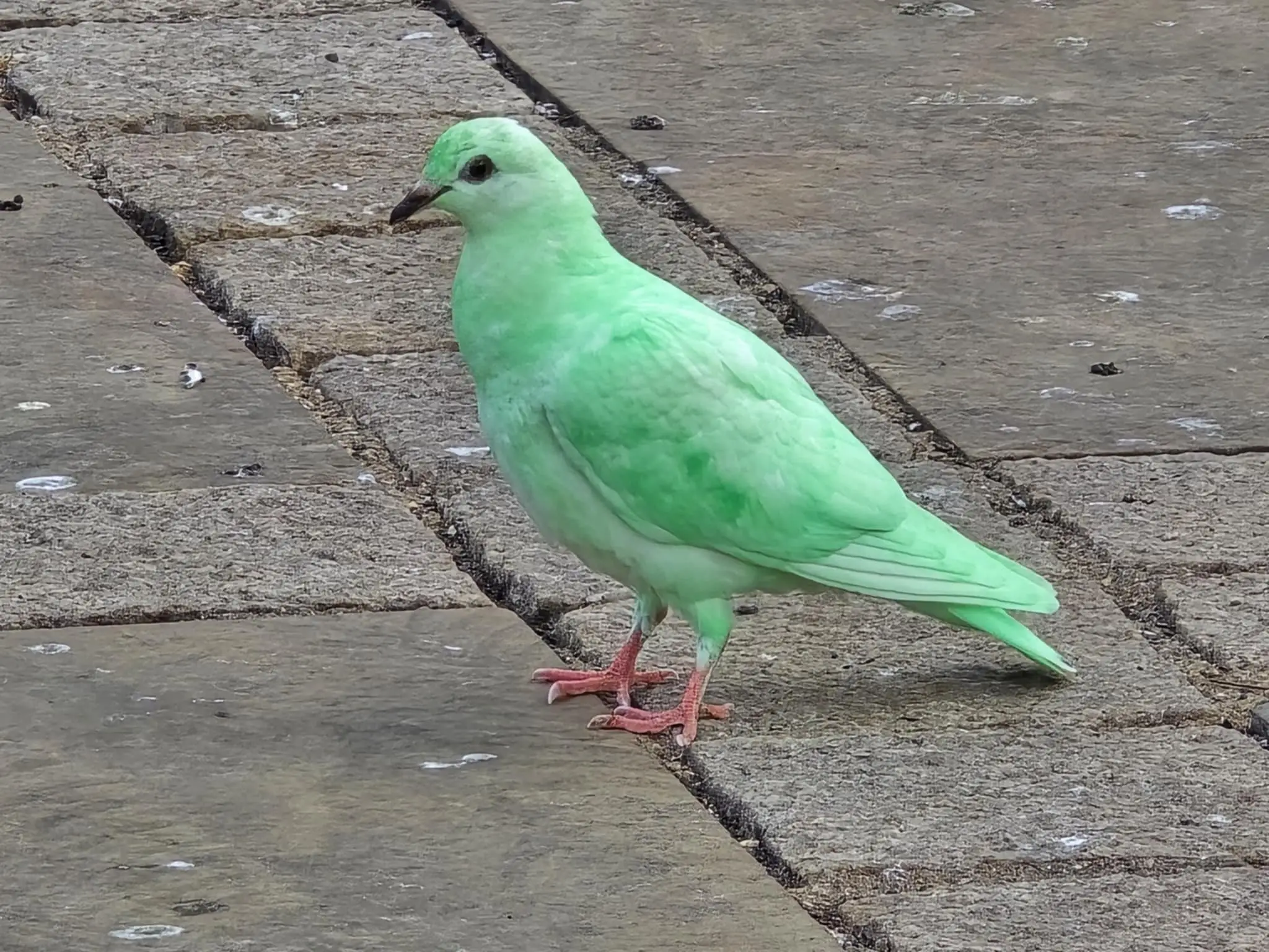 The RSPCA said it suspects the bird has been painted or dyed (SWNS)