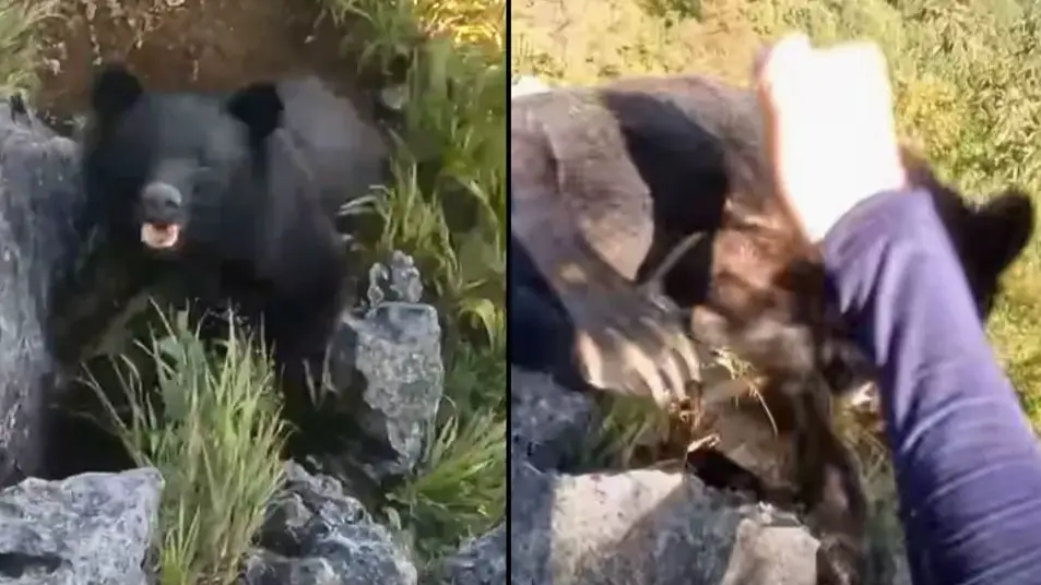 Bear Attacks Climber/YouTube