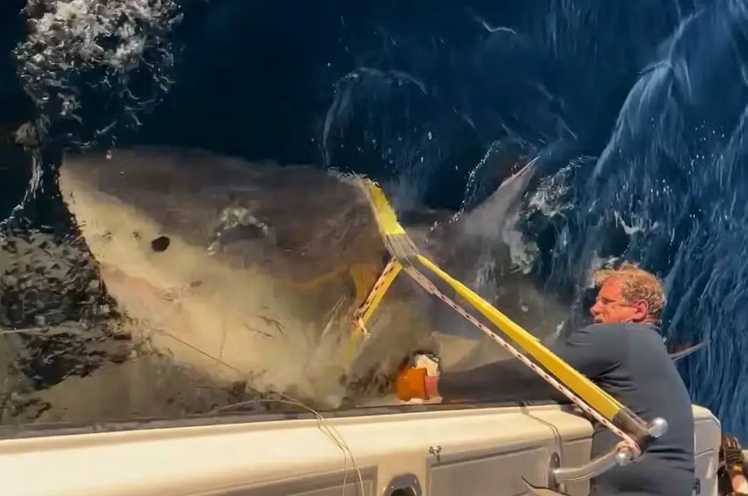 You're gonna need a bigger boat lads... (OCEARCH/SWNS)