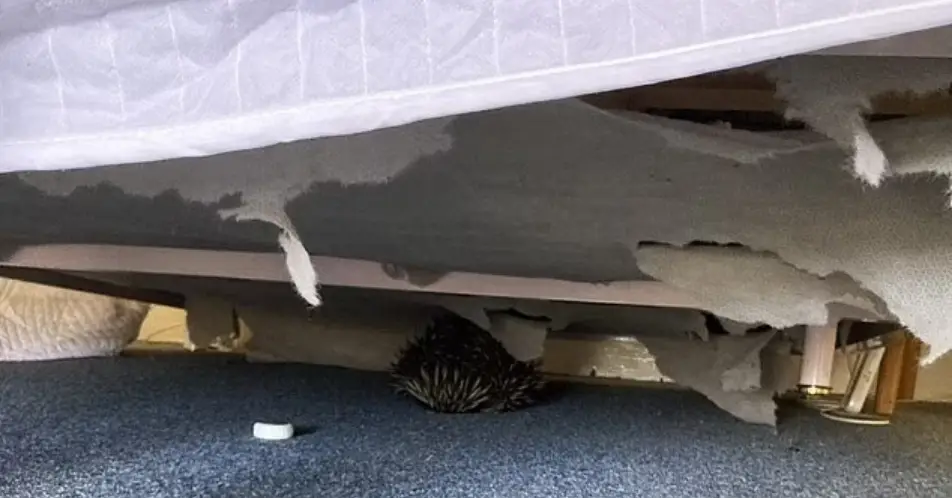 The culprit was caught still hiding out in the hotel room.