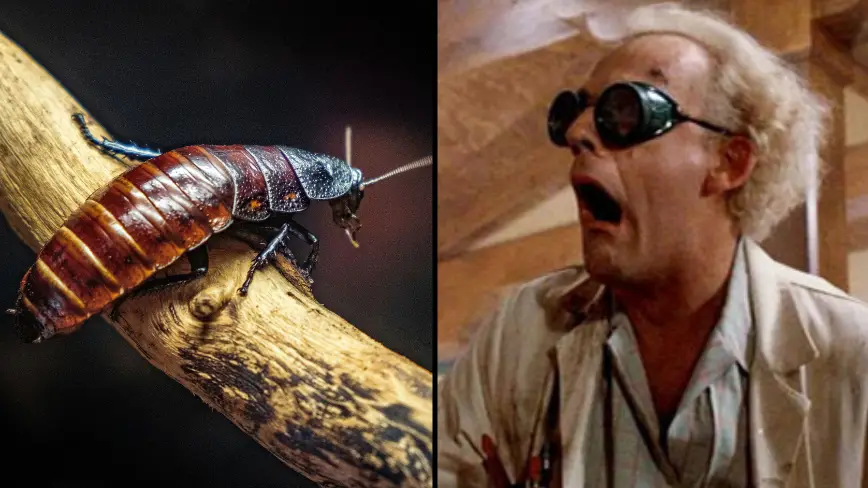 Bernard Bialorucki / Alamy.  Back To The Future.