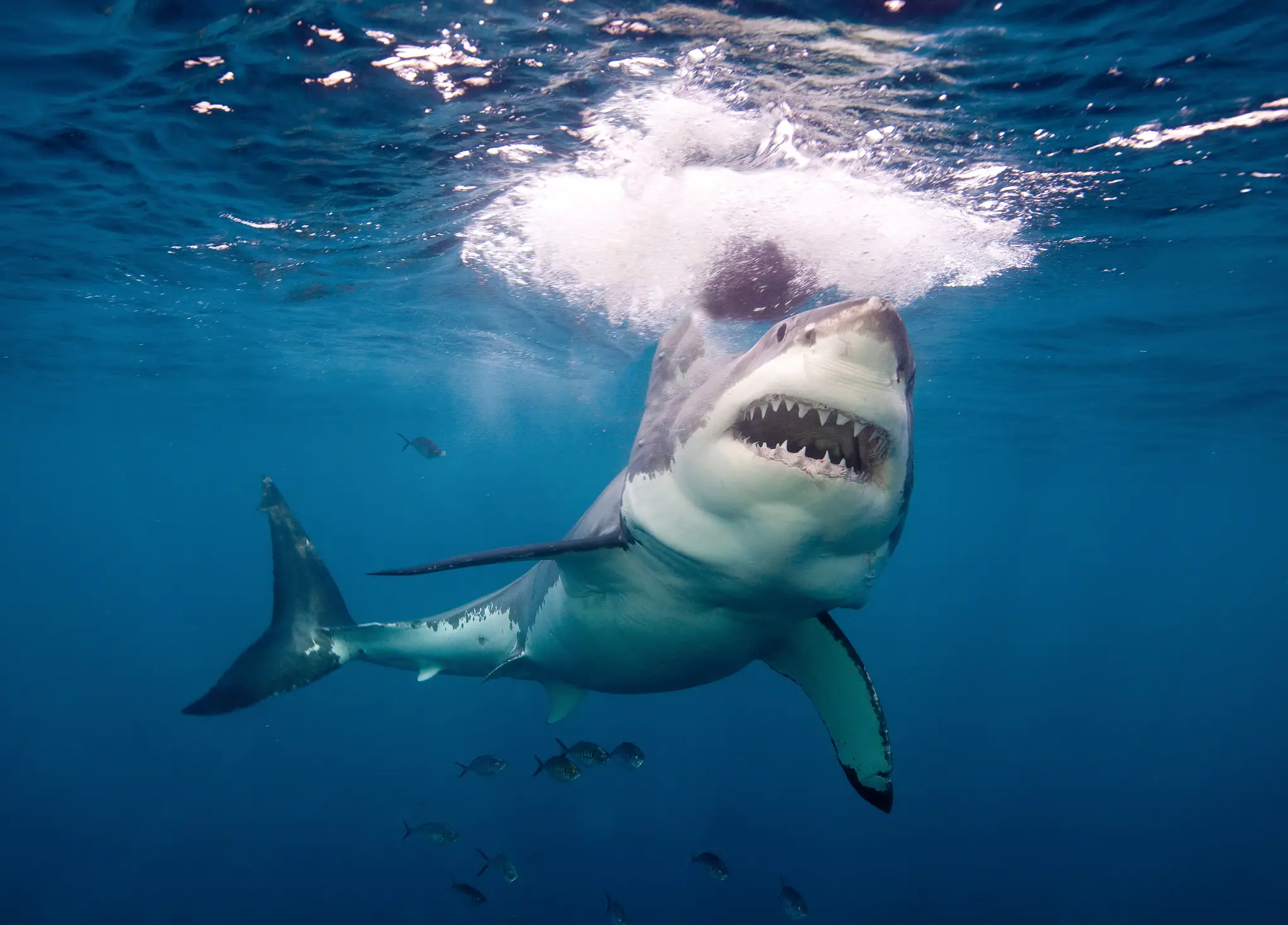 Mattaboni was attacked by a 13ft great white shark while spearfishing (Getty Stock Images)